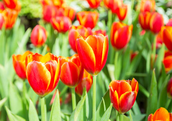 Group of red tulips in the park