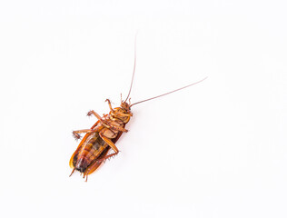Dead cockroach on white background