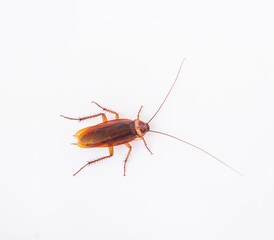 Dead cockroach on white background