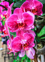 Close up beautiful pink orchid