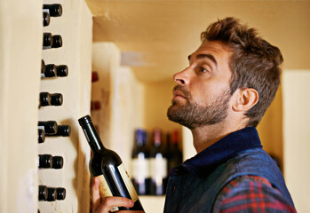 Wine cellar, man and rack with alcohol, bottle and drink choice of sommelier and inventory check....