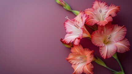 Obraz na płótnie Canvas Pink Flowers on Purple Background