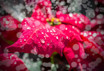 Red leaf with water drops