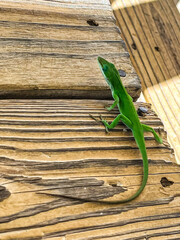 green lizard on wood