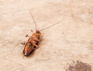 Dead cockroaches on wooden table