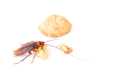 Cockroach eating a cookies on white background