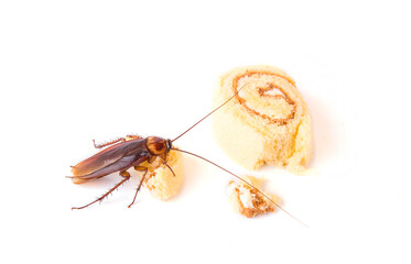 Cockroach eating a bread on white background