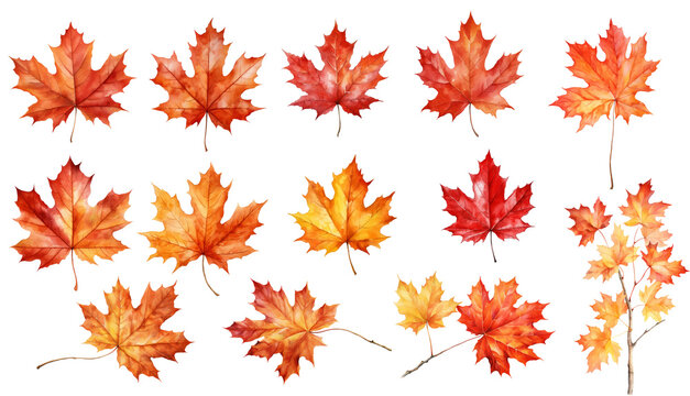 Watercolor set maple leaf clipart isolated on transparent background	