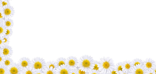 Many beautiful daisies For making background images