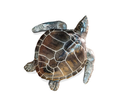 Sea turtle isolated on white background. Top view.
