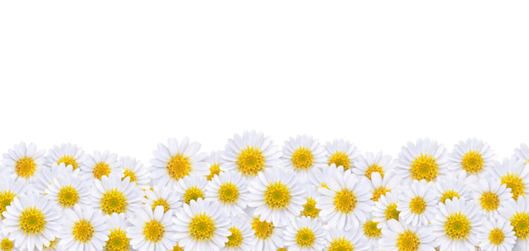 Many beautiful daisies For making background images PNG transparent