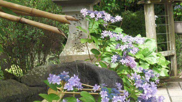 「紫陽花」　日本, 神奈川県鎌倉市　長谷寺　
