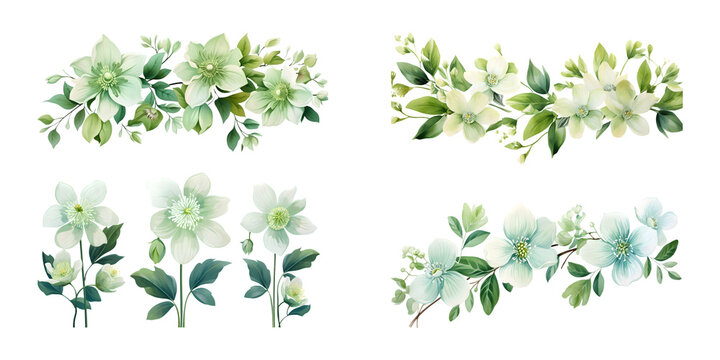 Hellebore branches with green leaves watercolor illustration. Flat vector illustration isolated on white