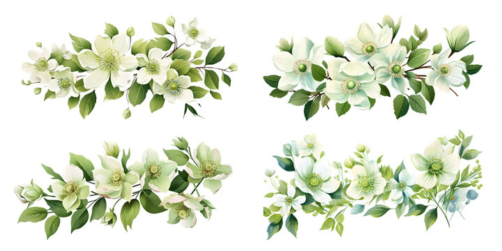 Lenten Rose branches with green leaves watercolor illustration. Flat vector illustration isolated on white background