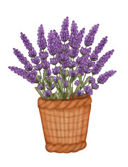 Wicker basket of lavender flowers, watercolor vector isolated on white