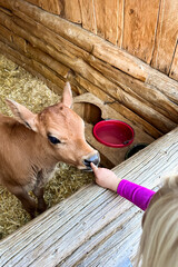 Child pointing to a small brown calf