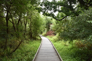 Wooden Boardwalk Amidst Brittany's Trevou-Treguignec Marsh
