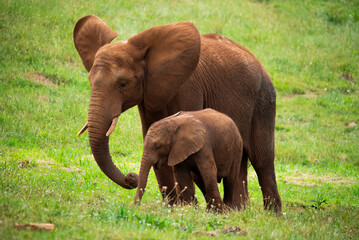 Elephant with her calf eating grass