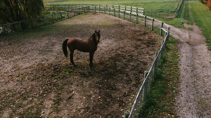 Stallion brown horse in corral by fence on horse property