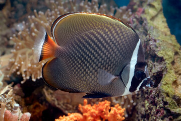Fototapeta na wymiar Marine fishes with beautiful corals