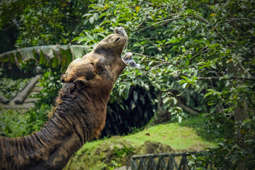 portrait of Camel in Ragunan