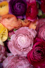 Bundle of bright, colorful ranunculus blooms