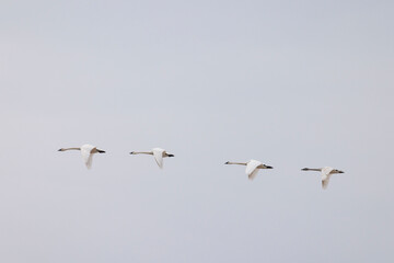 Swans fly above grasslands on Maryland's Eastern Shore.