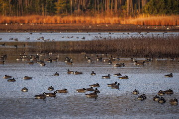 Large groups of migratory geese in Maryland's Eastern Shore.