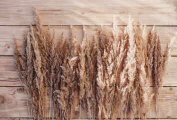 Dry reed on a wooden background.