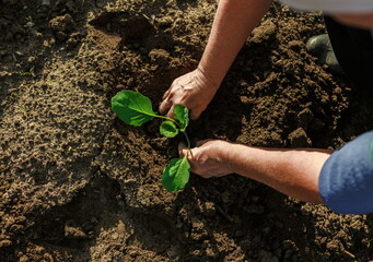 Women's hands plant seedlings in the soil.