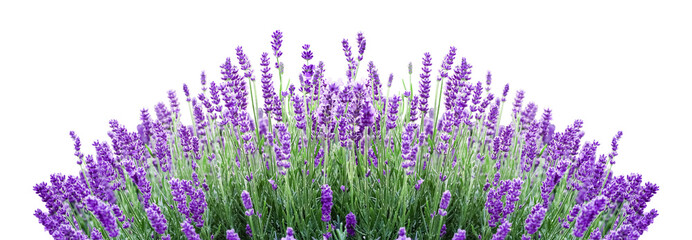 Cluster of Lavender Flowers