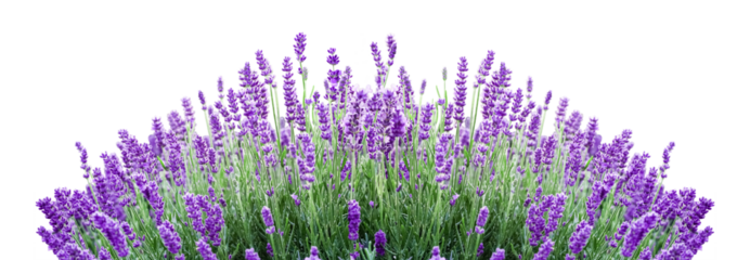 Cluster of Lavender Flowers