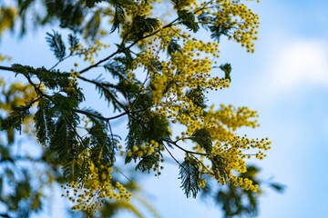 Yellow flowers of mimosa in March 8, womans day.