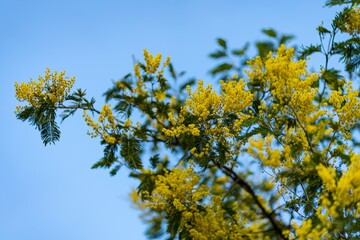 Yellow flowers of mimosa in March 8, womans day.