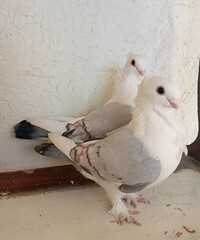 pigeon on the wall © sajad