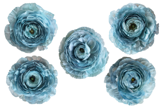 Set of blue ranunculus flowers isolated on a transparent background, Generative AI