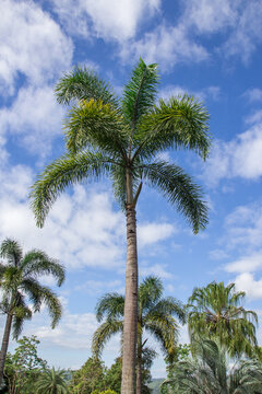 An image nice palm trees in the blue sky