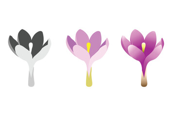 Set of vector crocus flower illustrations with various level of details