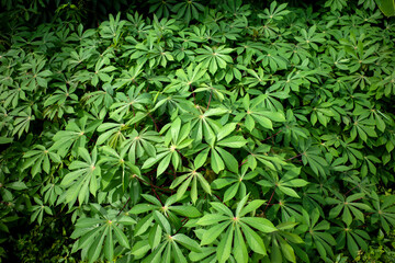 Cassava, Mandioa, Manioc, Tapioca trees (Manihot esculenta), young green leaves
