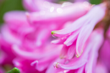 pink blooming hyacinth flower close up