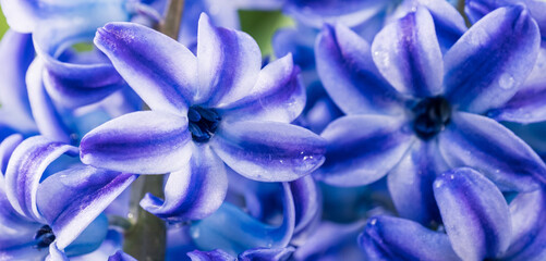 blue blooming hyacinth flower close up