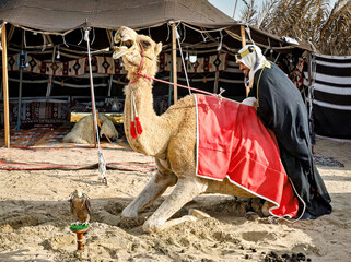 Arabian man trying to mount and old camel wearing his traditional clothes - obrazy, fototapety, plakaty