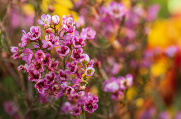 beautiful flowering plant with small pink flowers