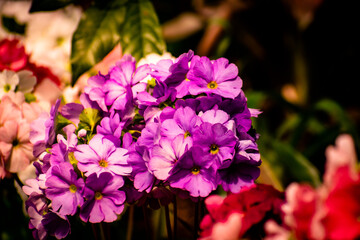 pink flowers in the garden