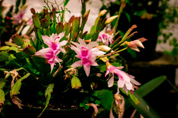 pink and white flowers