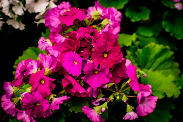 pink and purple flowers