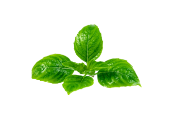 leaf  fresh basil isolated. Green leaves pattern