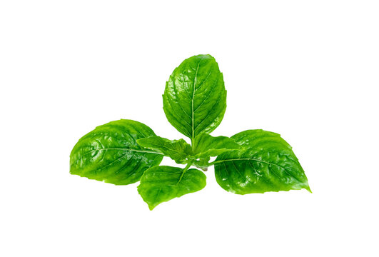 leaf  fresh basil isolated. Green leaves pattern