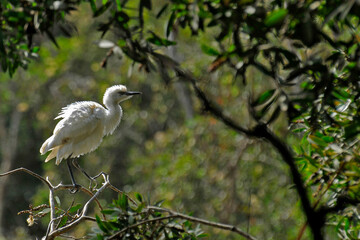 Aigrette perchée sur une branche