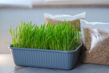 Bags filled with fresh grass, possibly for cats or growing microgreens, are placed side by side.